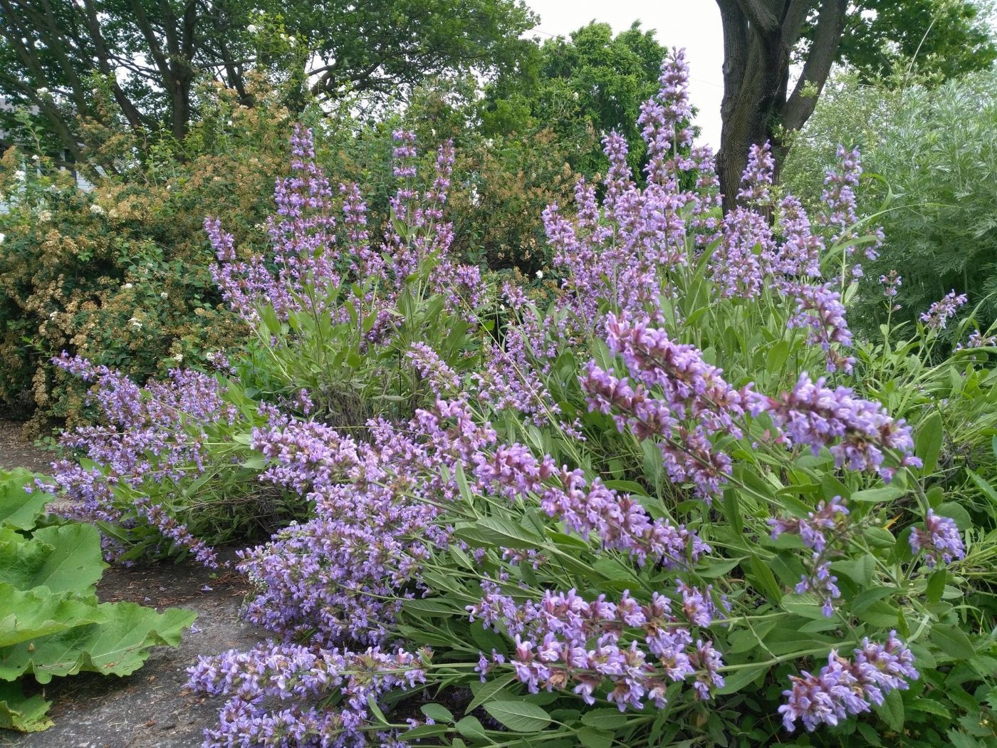 Ada Çayı (Salvia Officinalis) 
