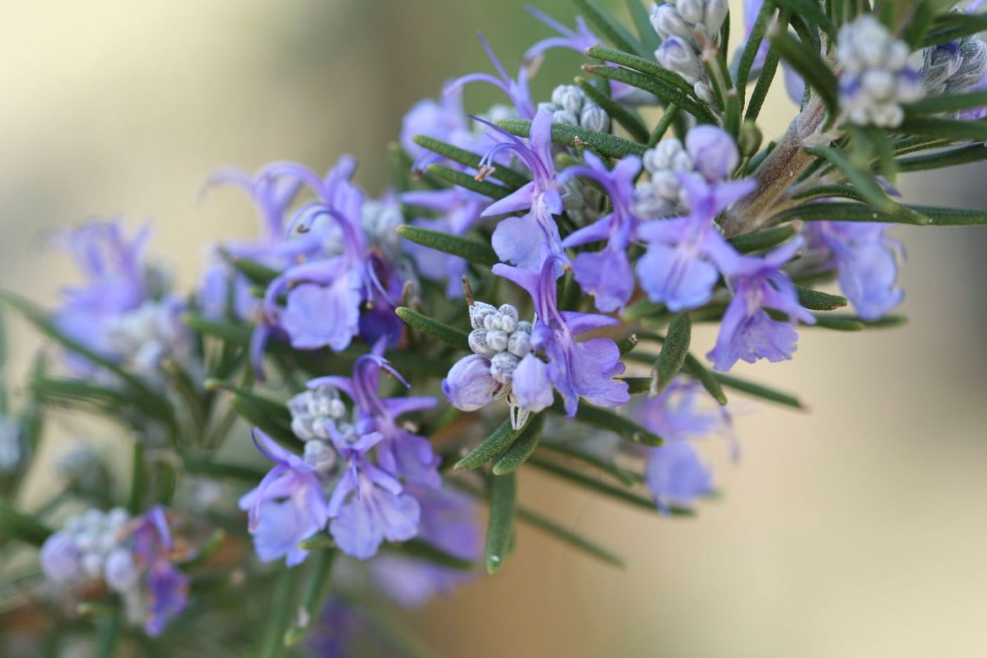 Biberiye (Rosmarinus Officinalis) Nedir? 