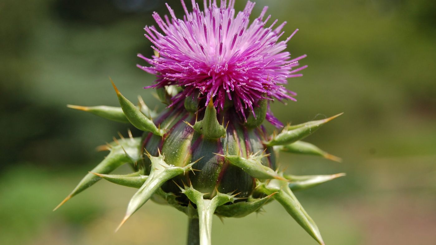 Deve Dikeni (Silybum Marianum) Nedir?