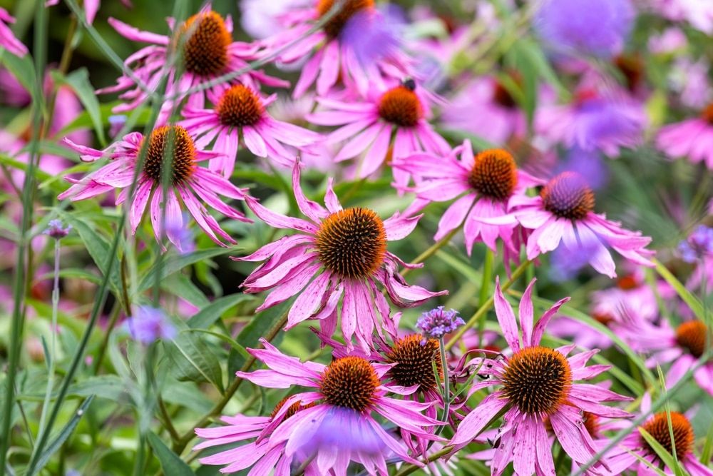 Ekinezya (Echinacea Purpurea) Nedir? 