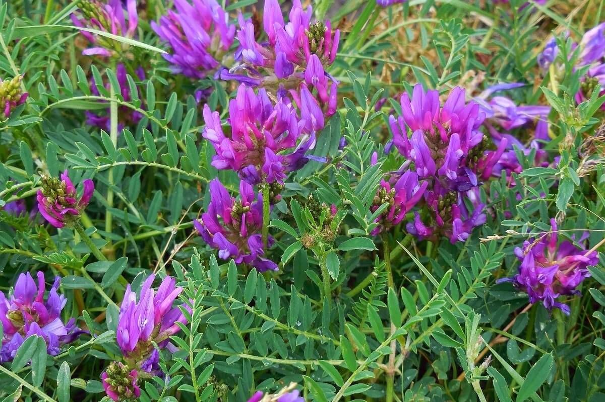 Geven Otu (Astragalus) Nedir?