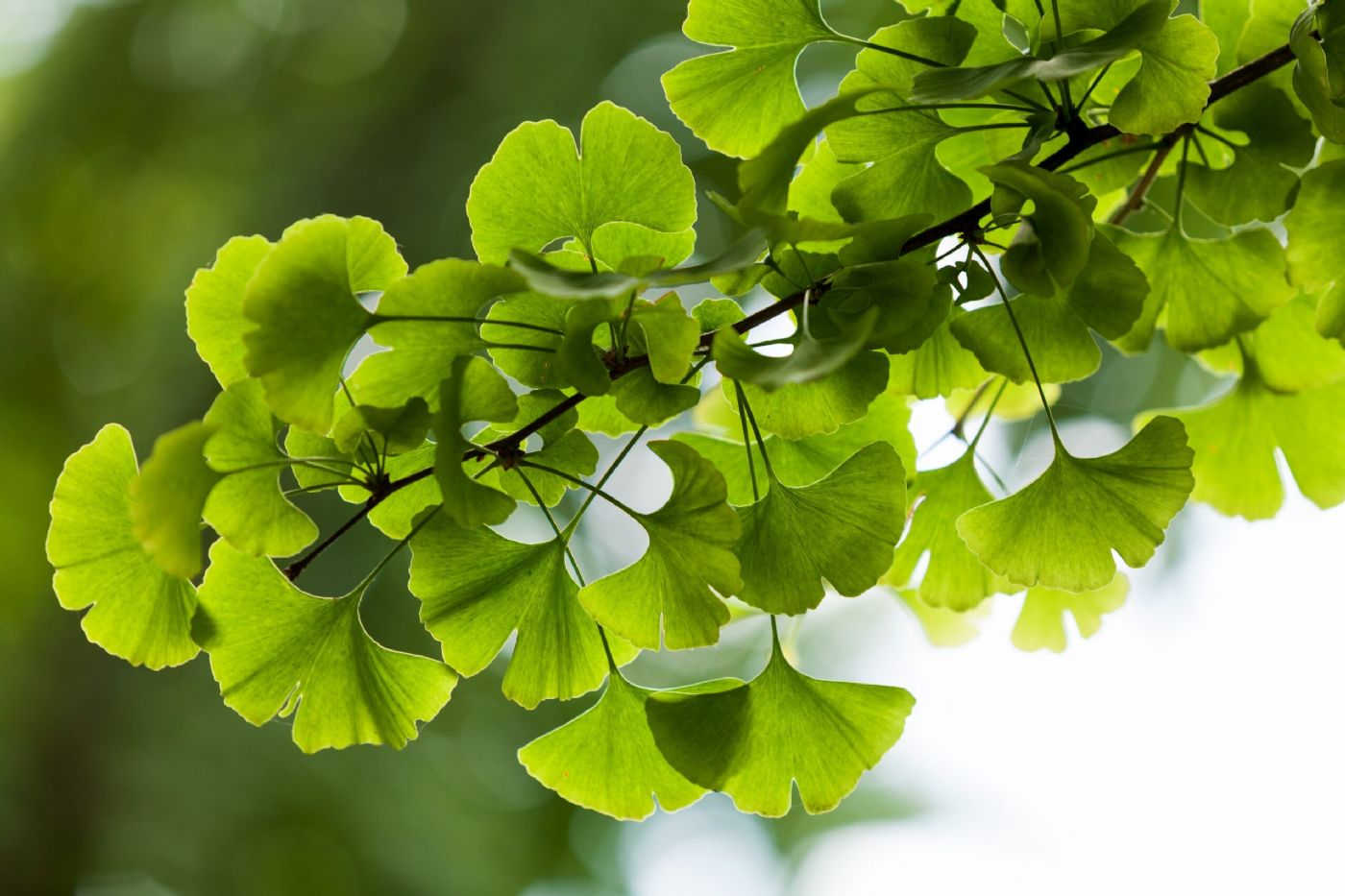 Ginkgo Biloba Nedir?