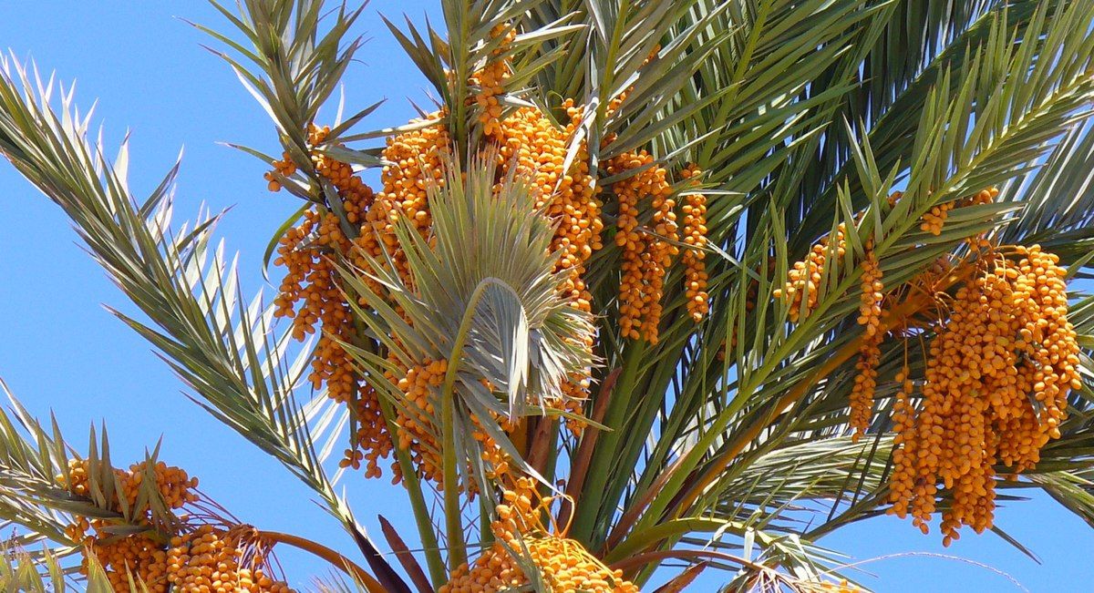 Hurma (Phoenix Dactylifera) Nedir?