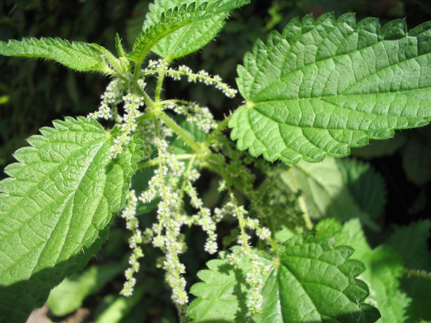 Isırgan Otu (Urtica Dioica) Nedir?