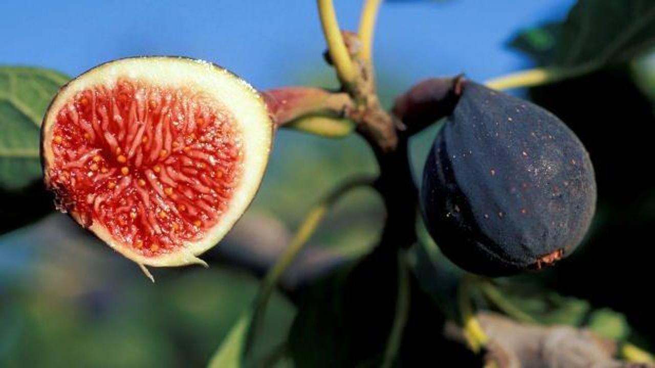 İncir (Ficus Carica) Nedir? 