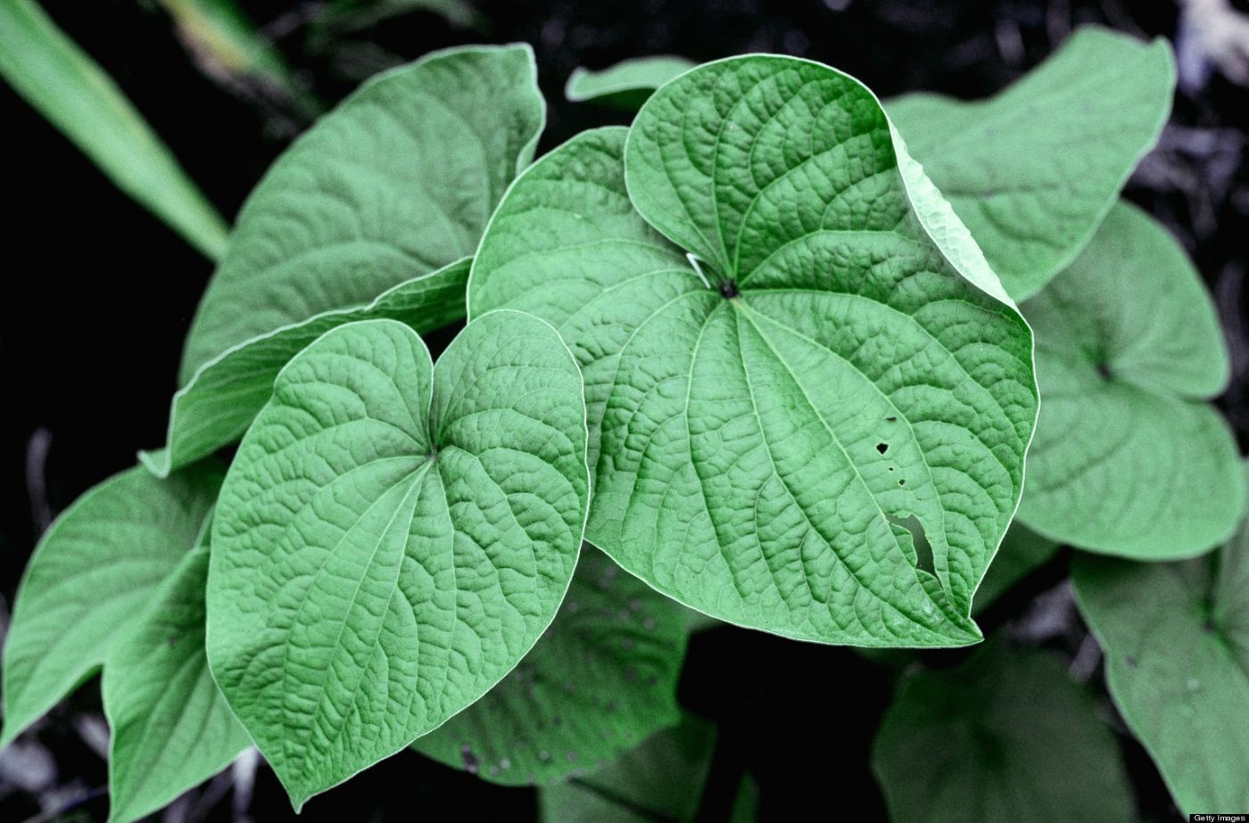 Kava Kava (Piper Methysticum) Nedir? 