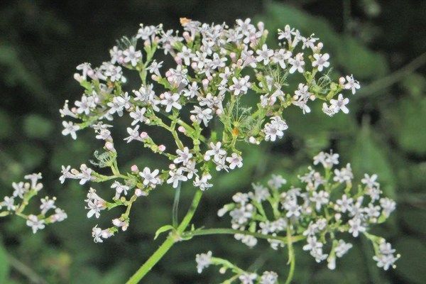 Kedi Otu (Valeriana Officinalis) Nedir?