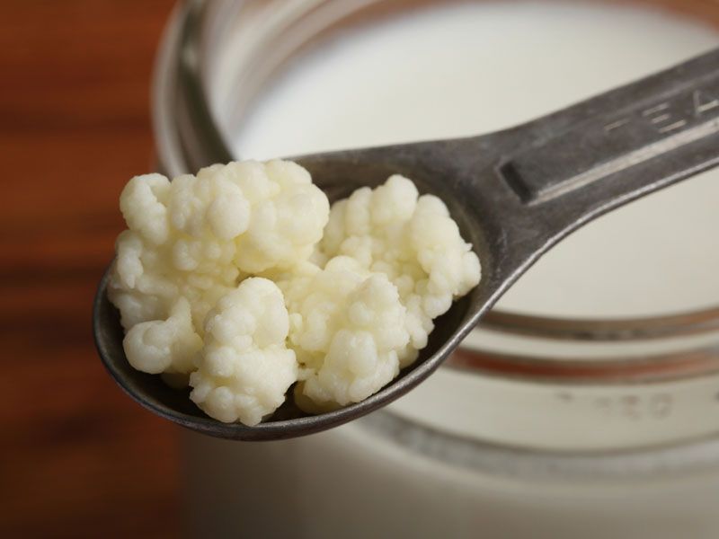 Kefir Nedir?
