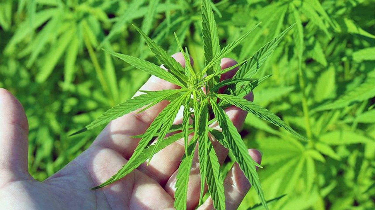 Kenevir (Cannabis) Nedir? 