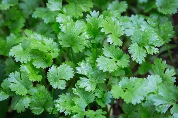 Kişniş (Coriandrum Sativum) Nedir?
