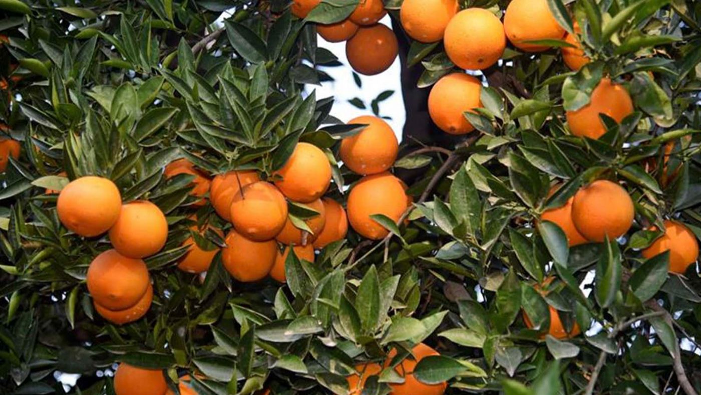 Modifiye Narenciye Pektini (MNP) Nedir? 