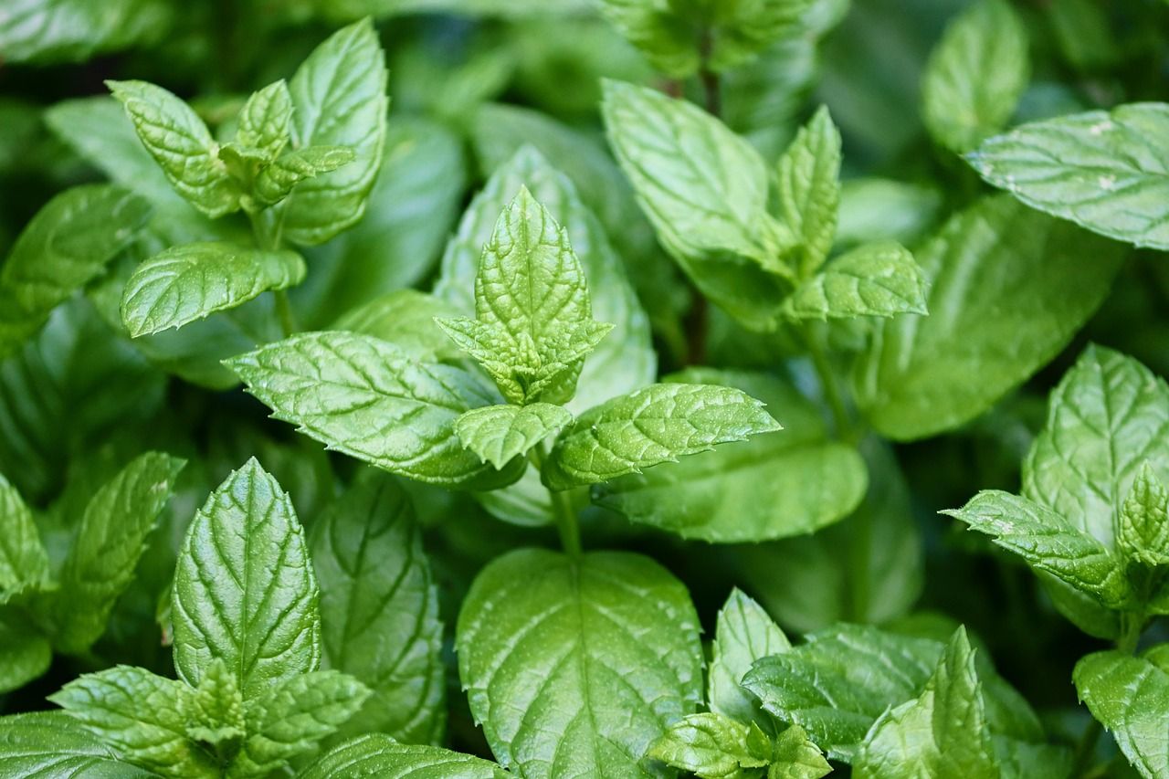 Nane (Mentha Piperita) Nedir? 