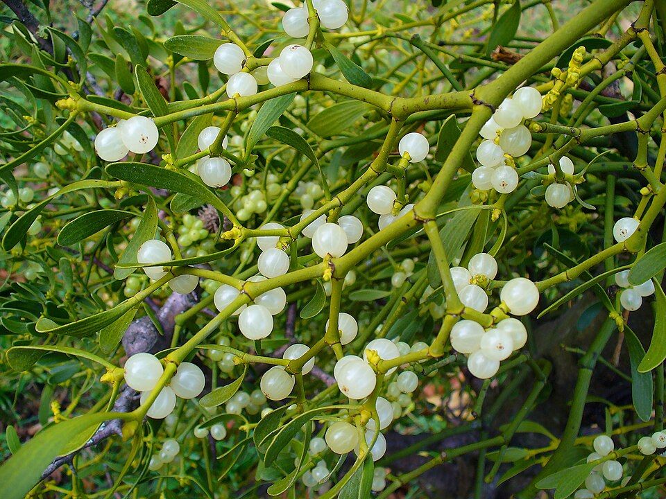 Ökse Otu (Mistletoe) Nedir? 