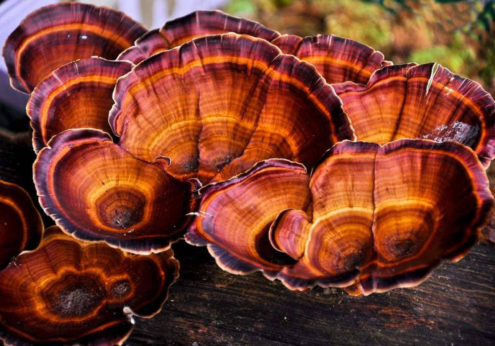 Reishi, Shiitake ve Maitake Mantarları Nedir?