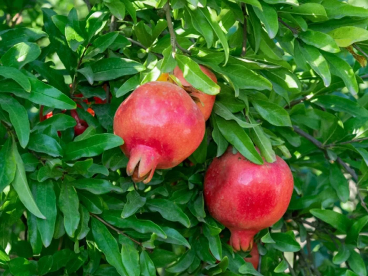 Nar Kabuğu (Punica Granatum) Nedir? 