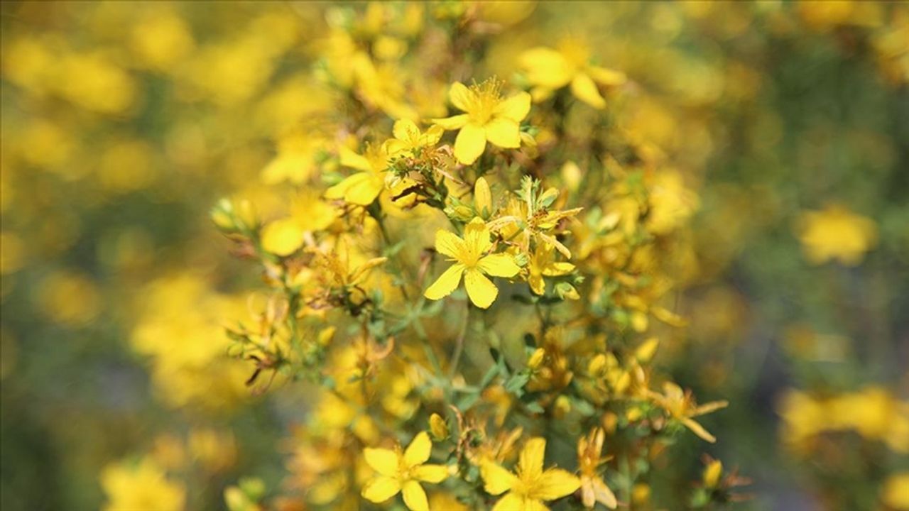Sarı Kantaron (Hypericum Perforatum) Nedir?