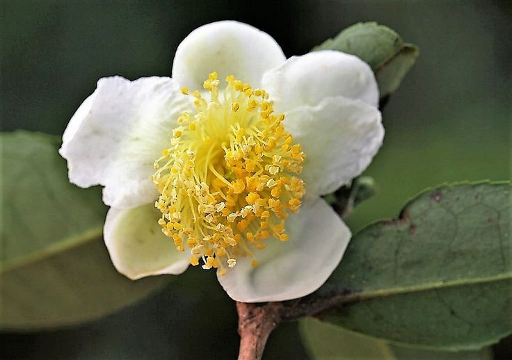 Yeşil Çay (Camellia Sinensis) Nedir?