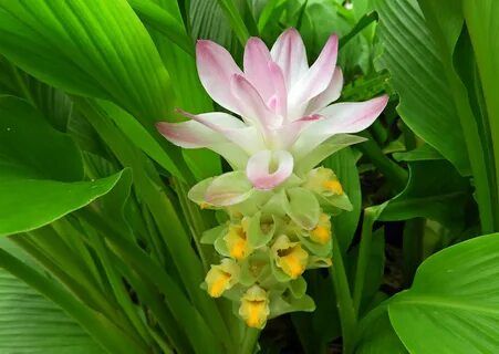 Zencefil (Zingiber Officinale) Nedir? 
